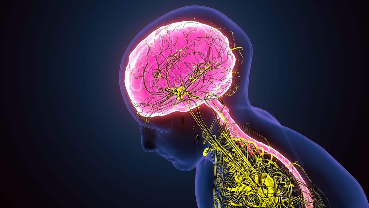 How aging affects the nervous system