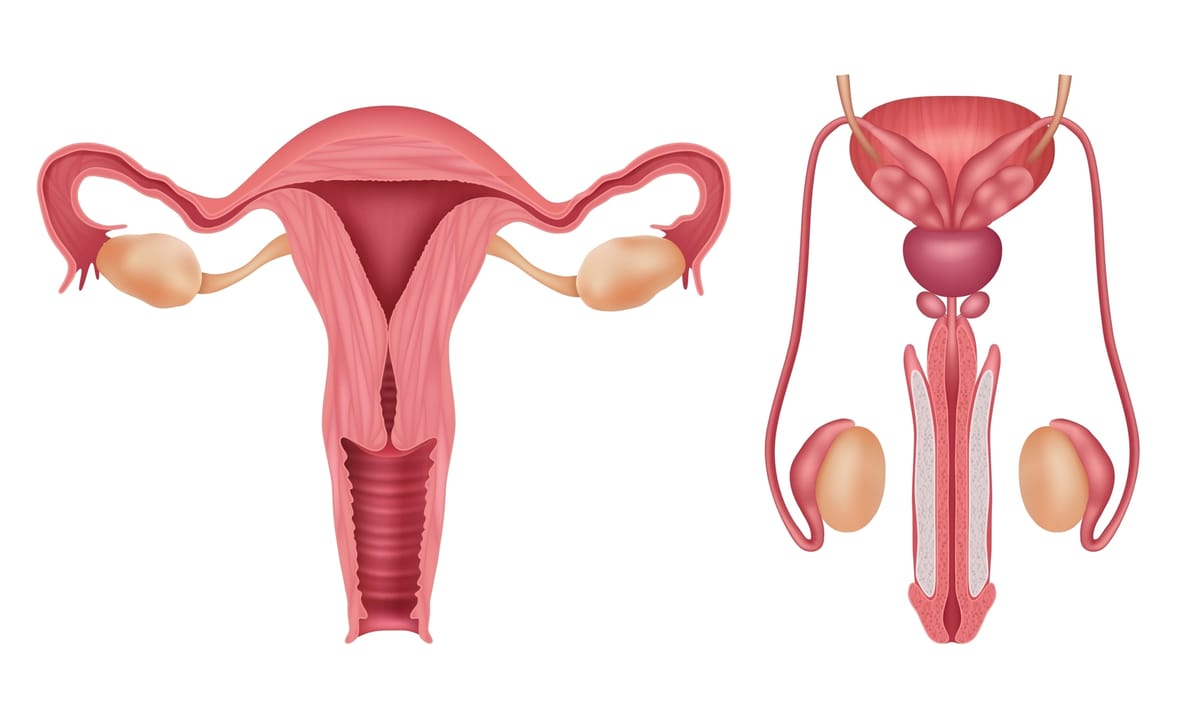 Understanding the reproductive systems