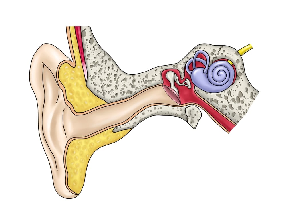 Understanding the science behind hearing