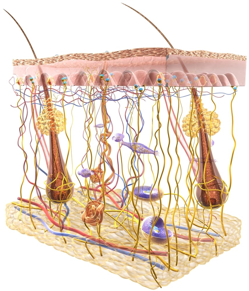 Understanding the science behind touch