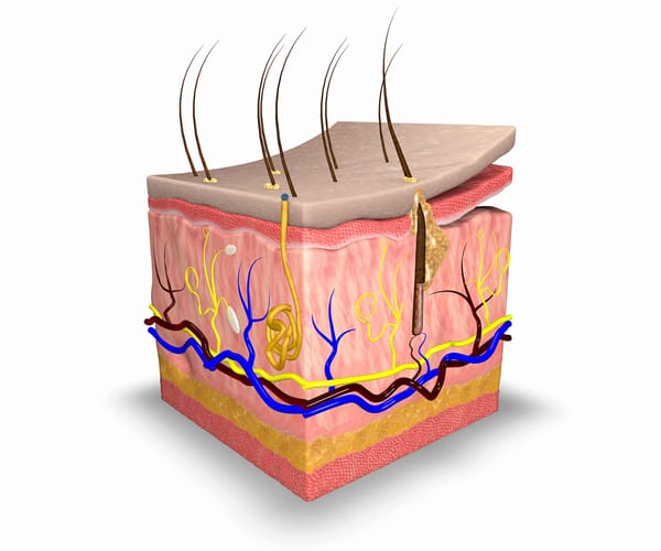 An introduction to the integumentary system