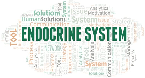 An introduction to the endocrine system
