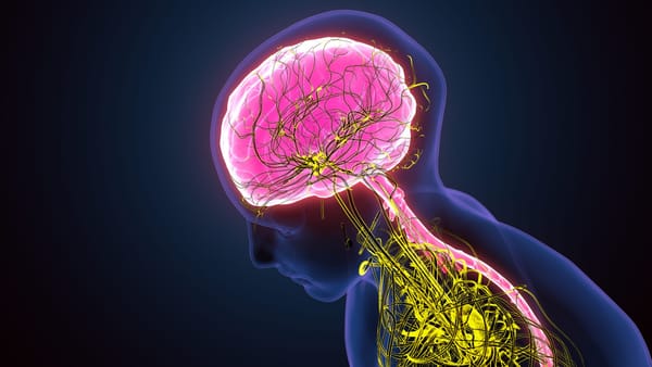 How aging affects the nervous system