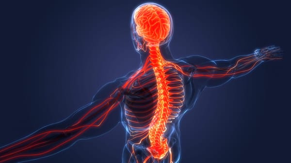 An introduction to the nervous system