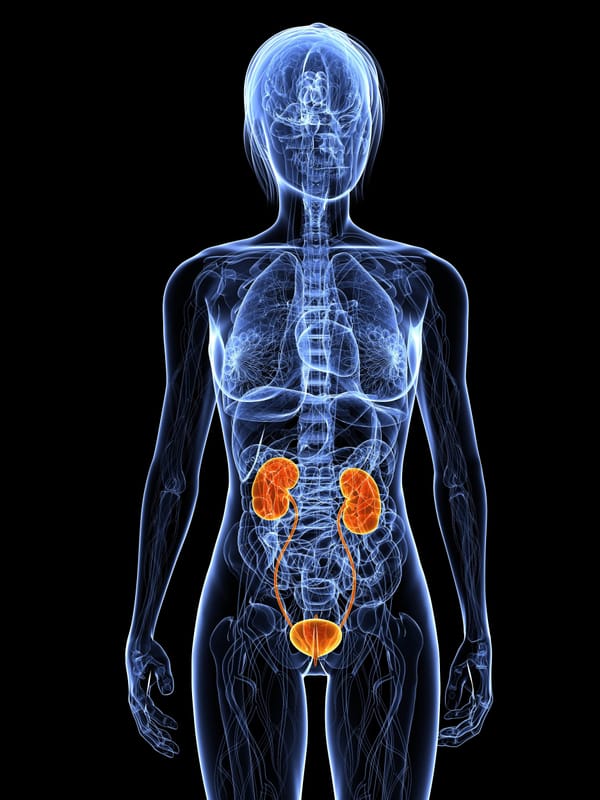 An introduction to the urinary system
