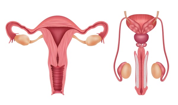 Understanding the reproductive systems